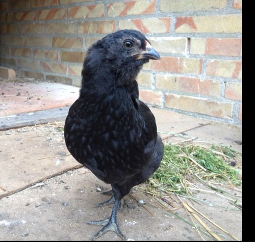 Uagen's profile picture. 