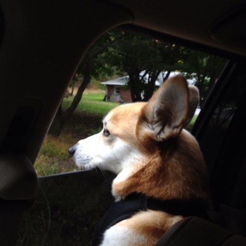 ChrisGatti's profile picture. 