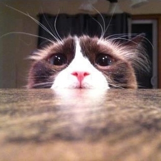 nekodollzz's profile picture. 