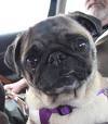 xoxo Gossip Pug