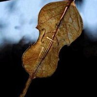 رجل من زجاج (@classic_nabil) Twitter profile photo