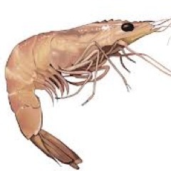 Shrimp User. If you love shrimp, follow me! :) If you're allergic to shrimp...then follow AntiShrimp