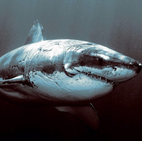 iSharkman's profile picture. 