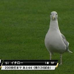 競馬、プロ野球、ウマ娘、猫など中心に好きなジャンルのアカウントをフォローさしてもらってます。  所属：ウマ娘【ヨドヒーロー】【追込派】
