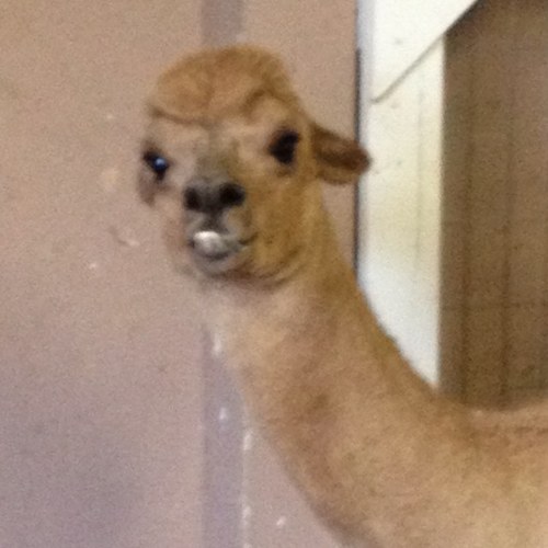 dback012's profile picture. What I want is what I've not got but what I need is all around me…