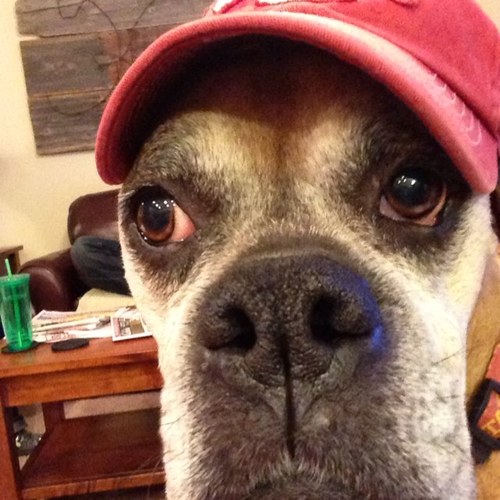 Likes: Iowa State, Minnesota Vikings, decent bourbon, boxer dogs, classic Mustangs, a good joke, most music, and ice cold Busch Lattes.