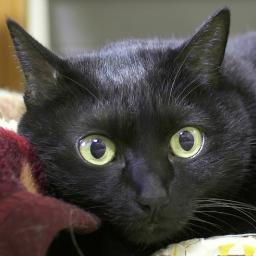 ホルン・猫・写真・自転車・スキー