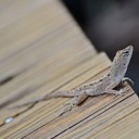 Derek Remillard - @Origionaldirk - Twitter