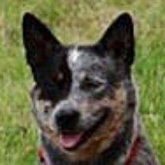 Hi Leute ich bin Sancho, ein Australian Cattle Dog, bin am 19.12.2009 geboren und habs faust dick hinter den Ohren.