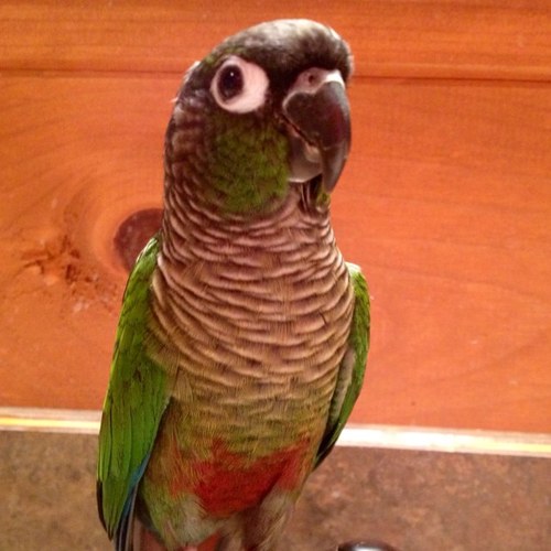 Female green cheeked conure 3 surgeries and 10 years still kicking .. I luv ice cream ,snuggling, my sister kiwi ,and flossing mom's ears