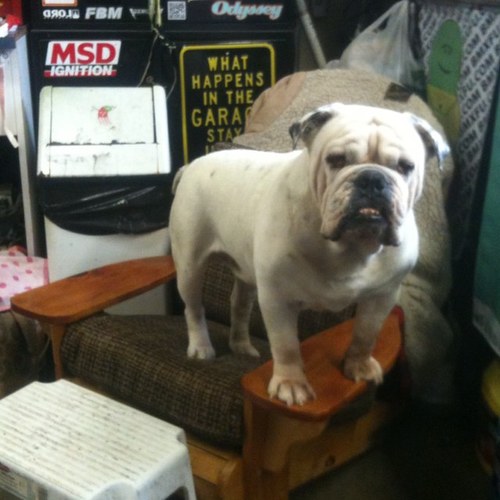 orbells_garage's profile picture. BMXFU HQ. BMX, Wrasslin Toy’s, Excercise and good times