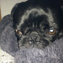 Lisa Bowie-Wallace - @wallbowyard - Twitter