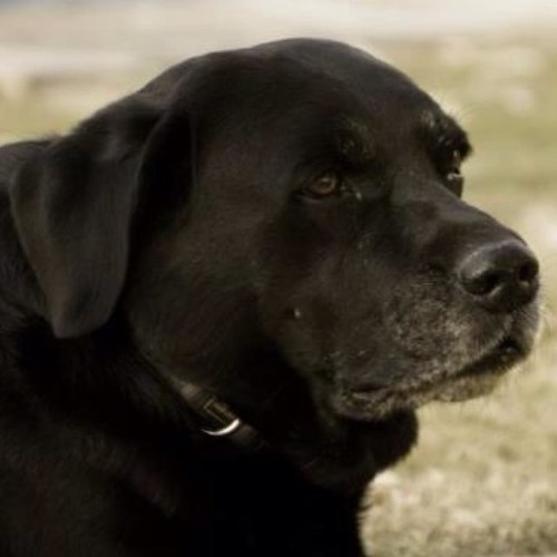 jespinete Profile Picture