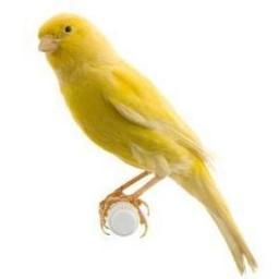 TimbradosPelayo's profile picture. Este espacio está destinado a la crianza del Timbrado Español. 
CT-06