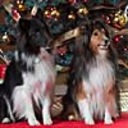 Diane Clark - @DianeLClark - Twitter