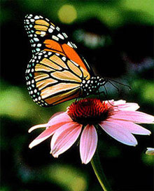 HankHokamp78's profile picture. Educated. Humble. Strive for perfection. Widower. Journalist. Paralegal. Live for the moment. I speak German, French, and Spanish.