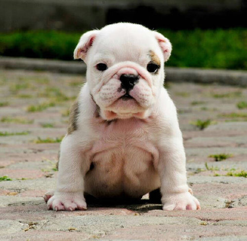 English bulldog http://t.co/qIXODkncaa is a web site dedicated to all of the English bulldog breeders world wide.