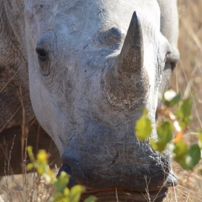 Profile Picture of PS (@peter_steyn) on Twitter
