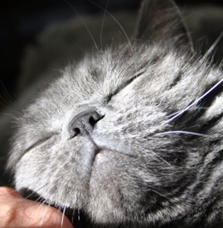 JokeBuwalda's profile picture. Soekmekaar, bureau voor coaching, supervisie en HR-advies. Love: cats. Hate: ignorance.  Motto: the best things in life are always for free.