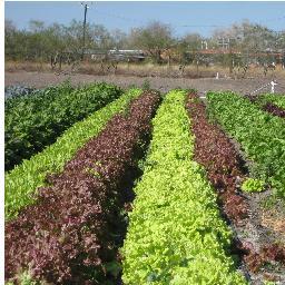 Diana and Saul are Growing Certified Organic fruits and vegetables
