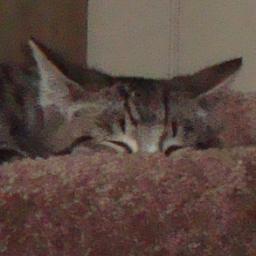 Love the Lord, Love my Husband, Love my Kitties.    =^..^= . . . =^..^=    That about sums it up.