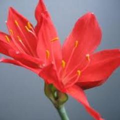 rahimpaar's profile picture. 