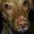 Fourique's profile image