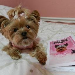 I'm a 10 year old sweet-faced Yorkie who is always ready to give love to everyone and even though my name is Madeline I like to be called Little Cakees