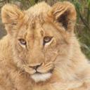 Wendy deaton - @PeanutAndchocs - Twitter