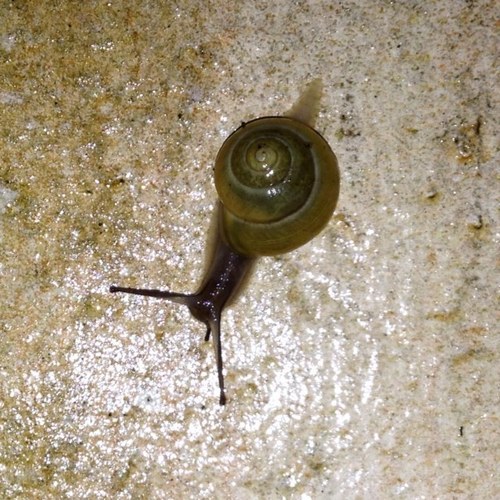 rhodzilla's profile picture. unkempt wastrel / anachronism