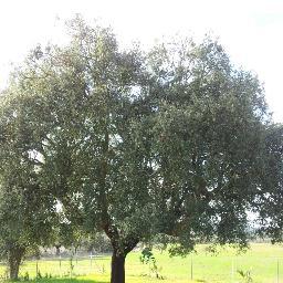 Abogado, Badajoz.