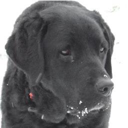 Boy labrador with a bit of something shaggy. 8 years old. @wood_green rescue dog. Live for FOOD, walks, sleep, play & fuss. Besotted with the lovely @hetty_bg