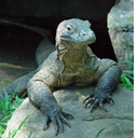 Nandor Andy Varga - @The_Komodo - Twitter