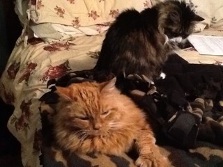 ginnykinsley's profile picture. 