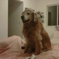 SOSMascotasMX (@sosmascotasmx) 's Twitter Profile