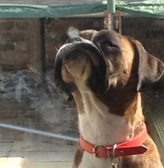 lolacoker39's profile picture. im a happy boxer dog i live with my sister who is a labrador shes @srcoker and we are mad