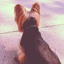 Doctor Watson Smith - @PlottingYorkie - Twitter