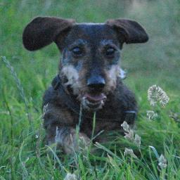 I am a miniature wire haired dachshund.I used to love long walks and digging but now I'm very old so mostly sleep in front of the fire