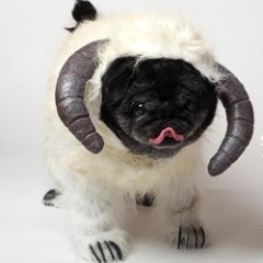 ChubbsTheWampug Profile Picture