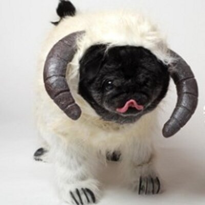 chubbs the pug chubbs the wug chubbsthewug chubbs the pug chubbs the wug chubbsthewug