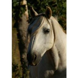 robertomendez8's profile picture. 