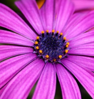 betteaboop's profile picture. 