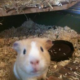 DoktorHanner's profile picture. 