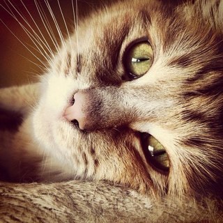 La más dulce de la casa. Proud member of #wlf, #pawfriends