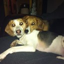 Philippa Hall - @Pipistar2010 - Twitter