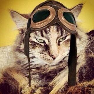 Mi amita dice de mi que soy la gata más bella del universo. Proud member of #TheAviators.
