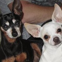 Evelyn Levesque (@levesqueevelyn) 's Twitter Profile