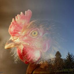 Éleveur Poules Pondeuses
Cultivateur de Sols