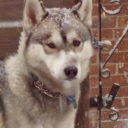 i am a siberian husky i love eating chicken i love to run,sit watching tv also i have a really great friend milly xx