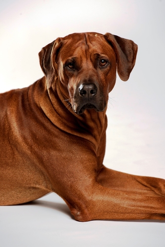 Quasar Rhodesian Ridgeback. follow me